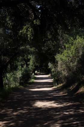A shaded oak trail I walk often